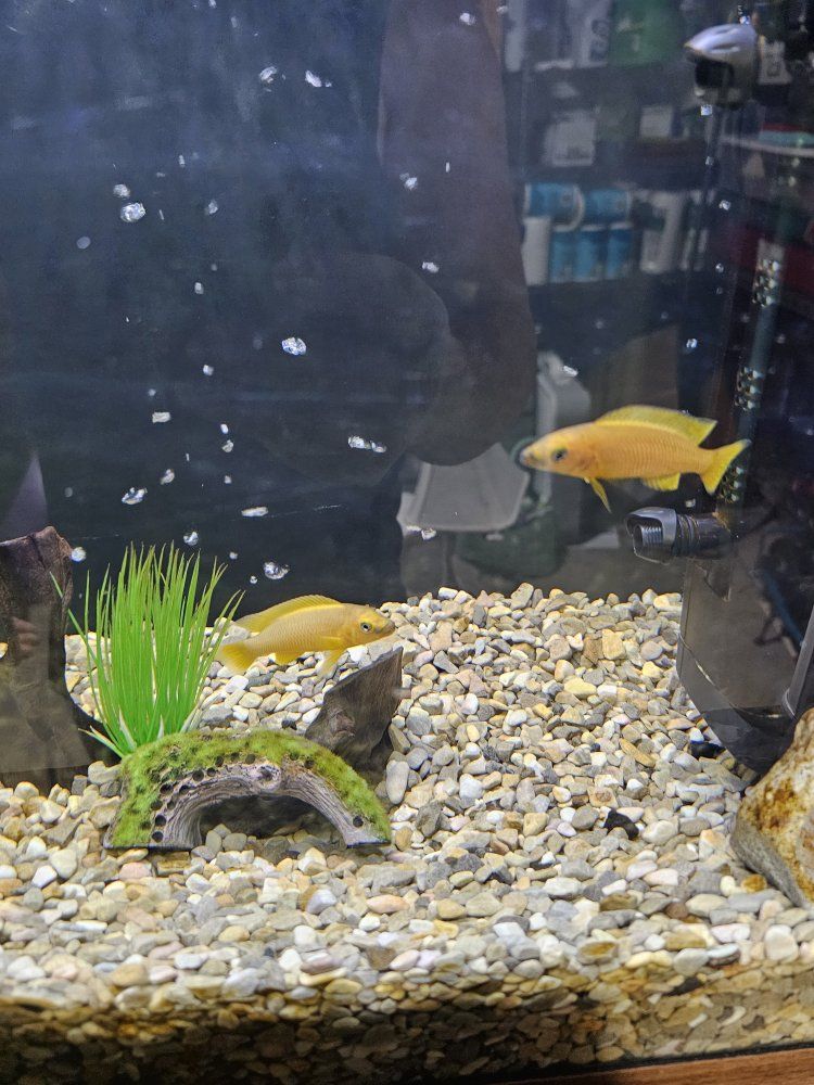 Lelupi Cichlid