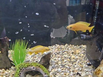 Lelupi Cichlid