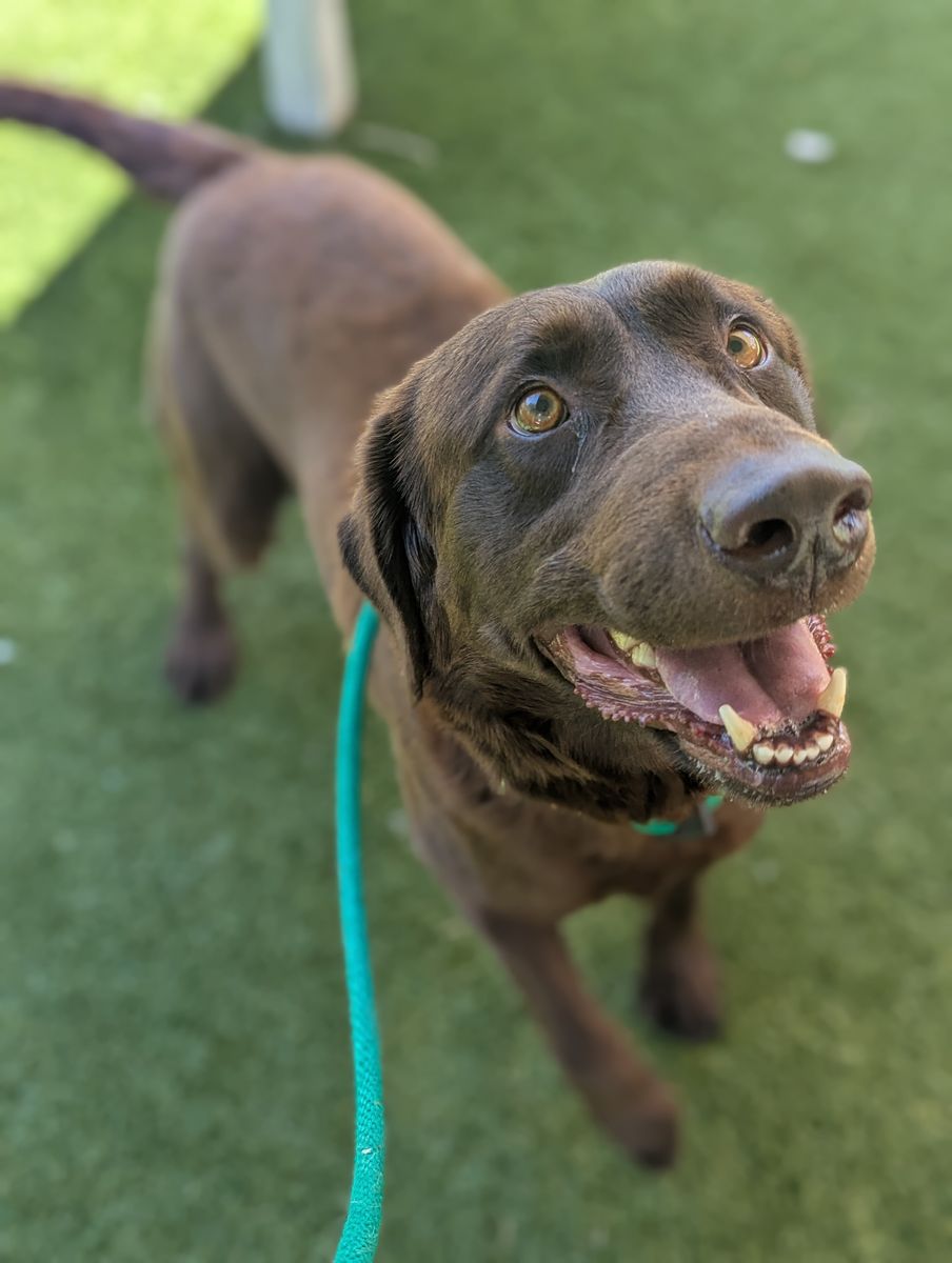 A163063 Rocket Available for Adoption!