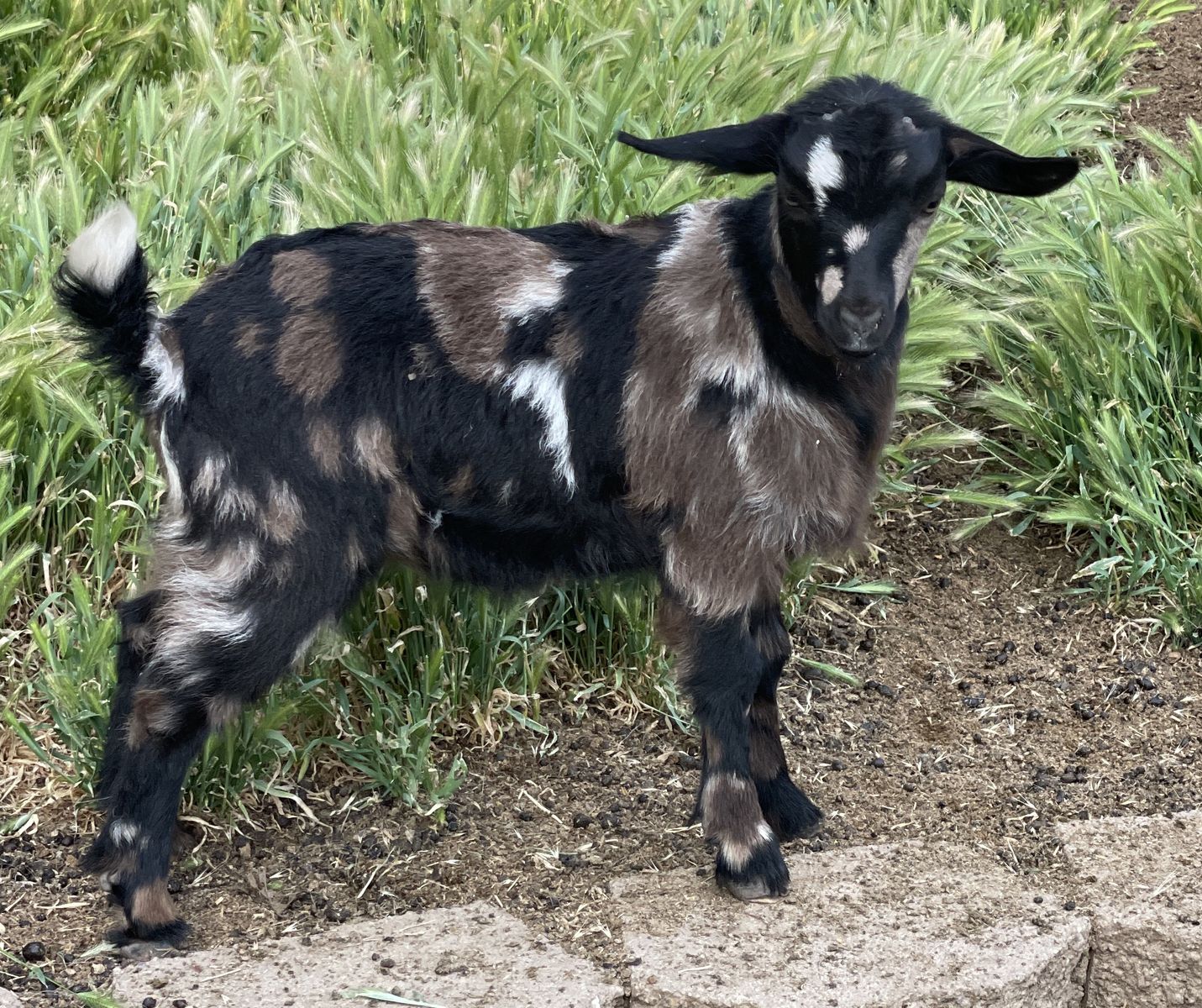 MINI FAINTING GOATS