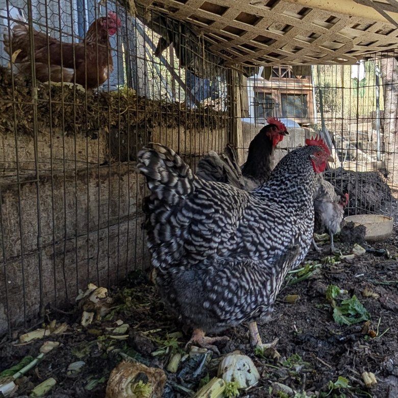 Very prolific young hens