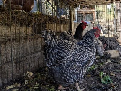 Very prolific young hens