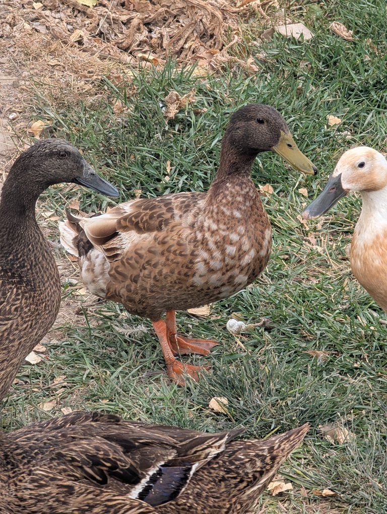 duck