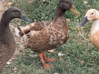duck