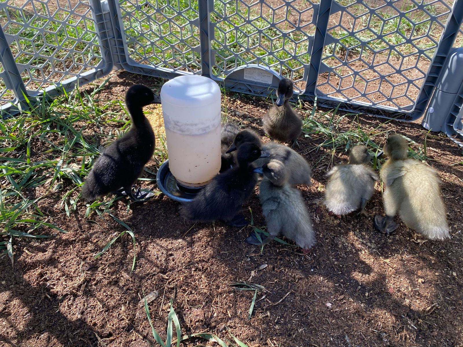 Ducklings For Sale