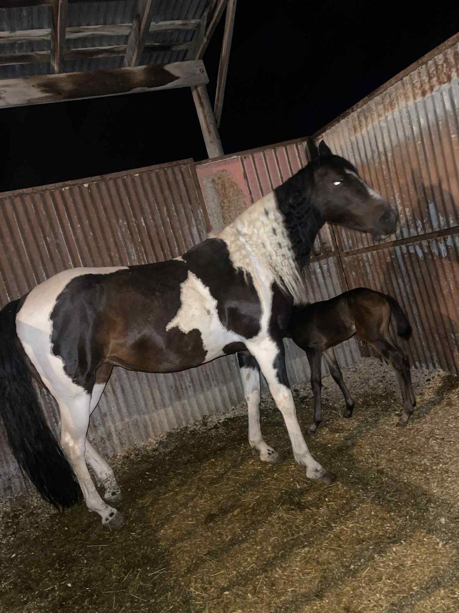 Paint Mare 9 Years Old