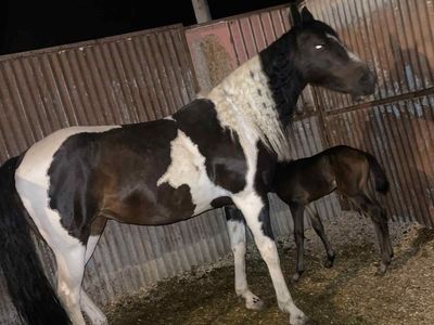 Paint Mare 9 Years Old