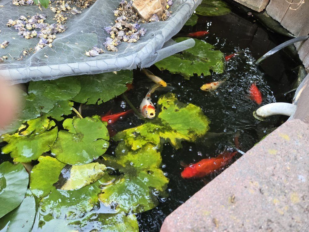 Pond fish.