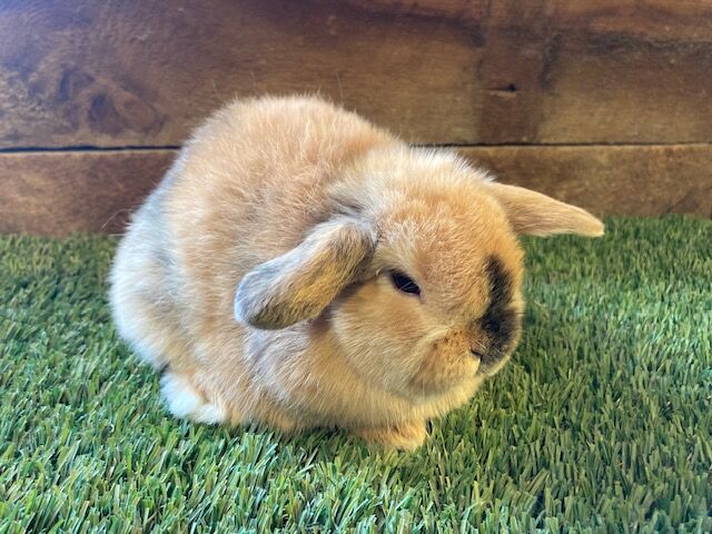 Purebred Male Holland Bunny
