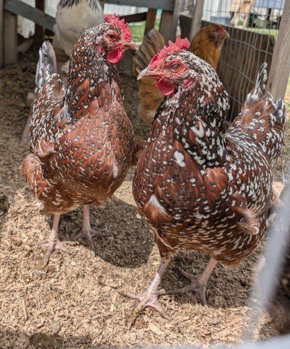 Two Female Speckled Sussex Chickens