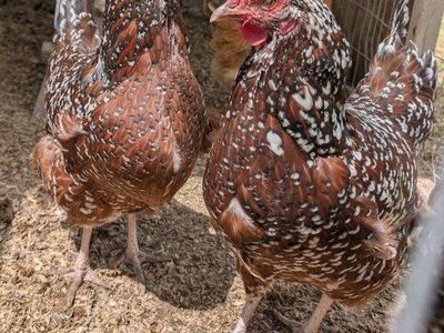 Two Female Speckled Sussex Chickens