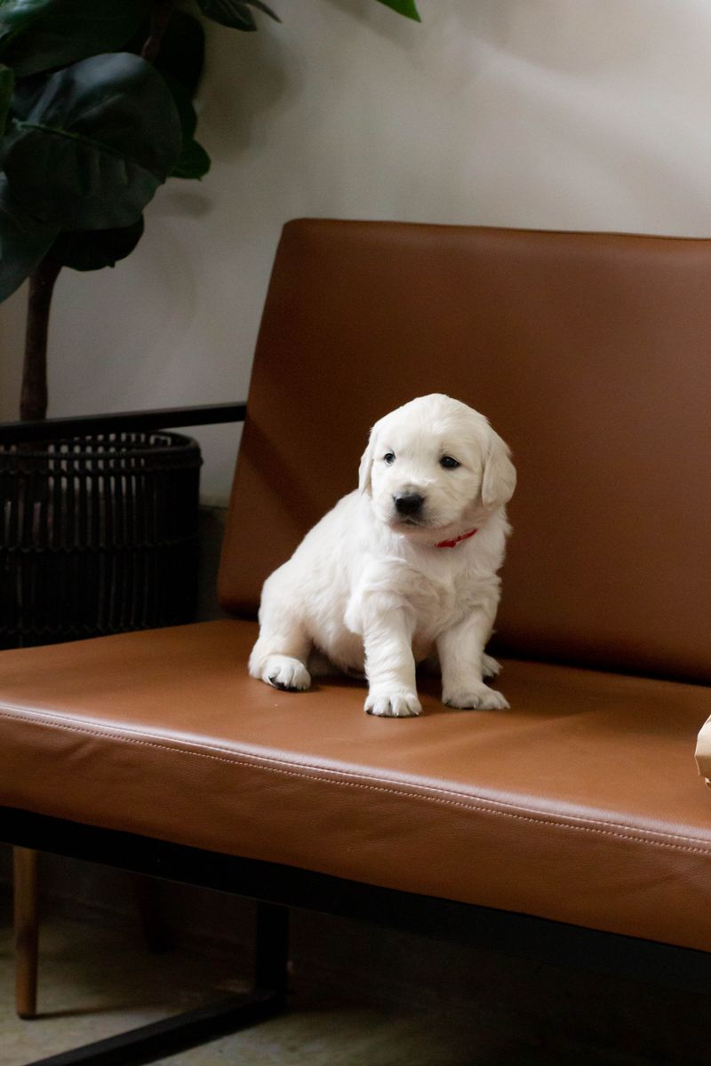 English Golden Retriever Puppies