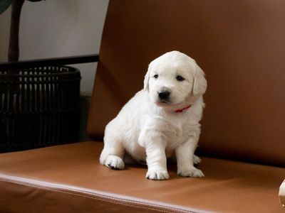 English Golden Retriever Puppies