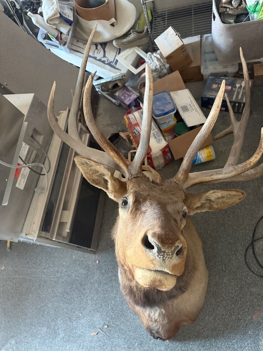 Giant Elk Head