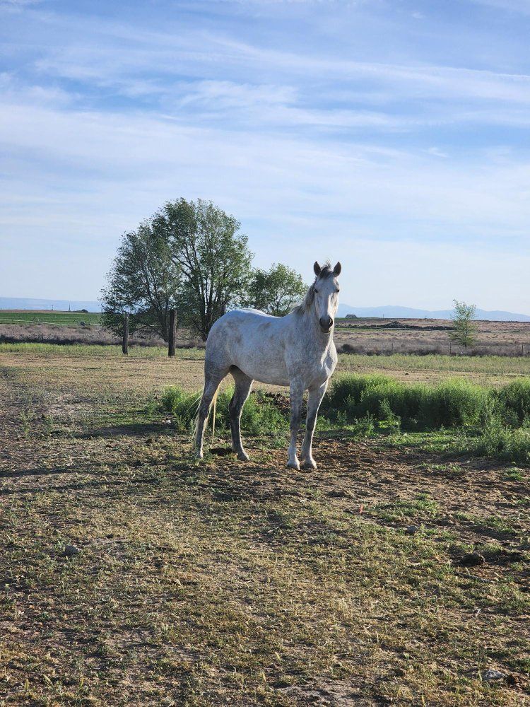 7 year old mustang mare