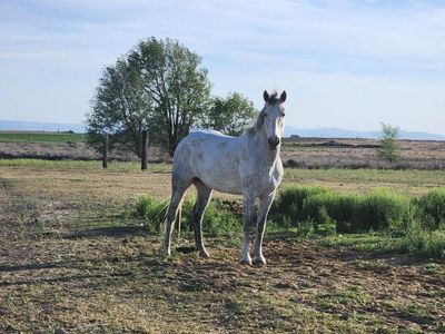 7 year old mustang mare