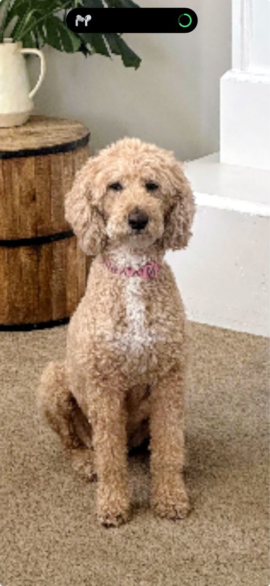Lost dog