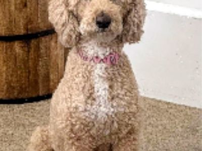 Lost dog