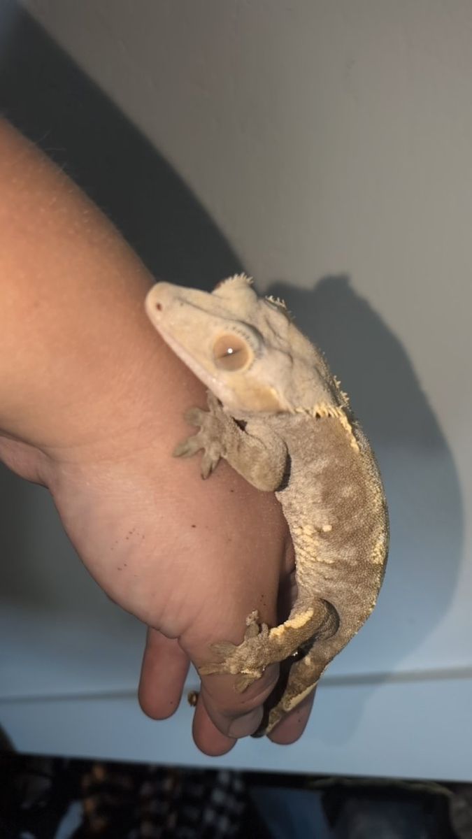 crested gecko female
