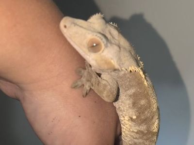 crested gecko female