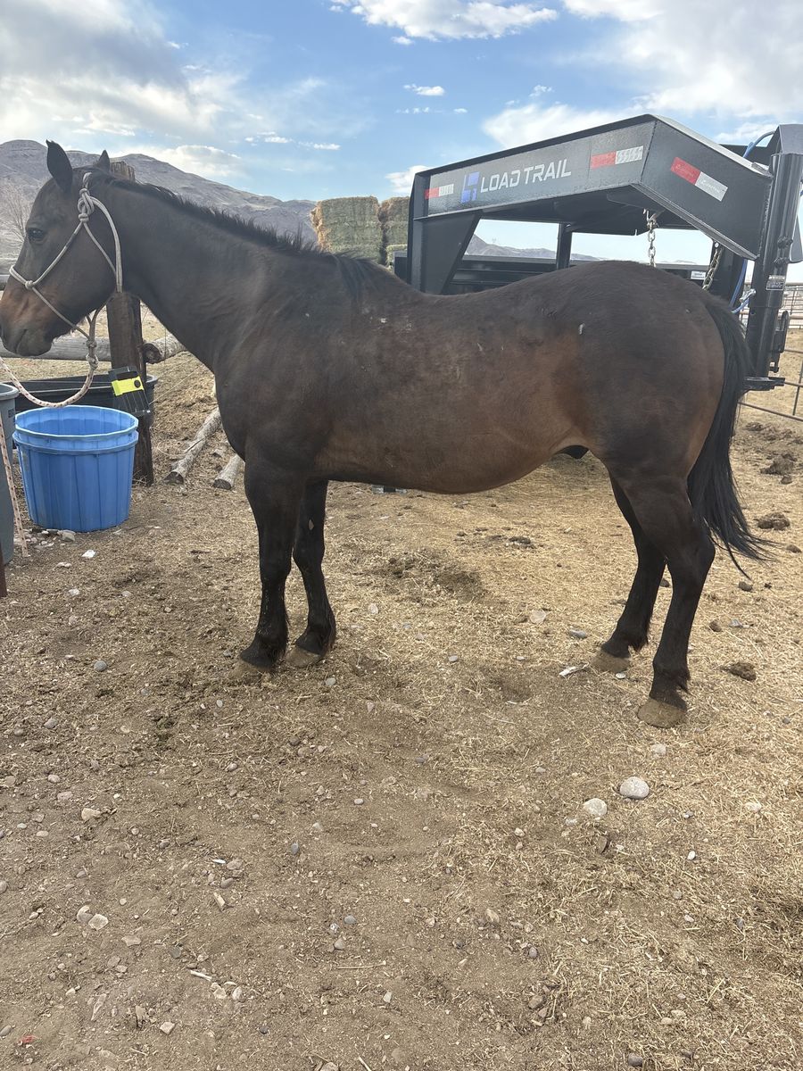 Older kids gelding