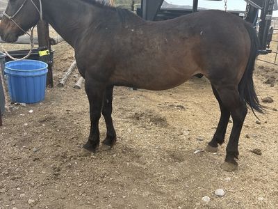 Older kids gelding