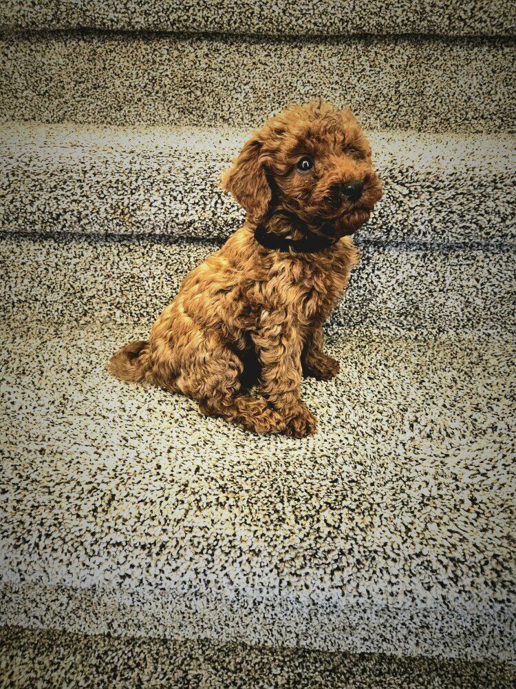 AKC Red Mini Poodle Toy poodle Puppies Teddy Bear