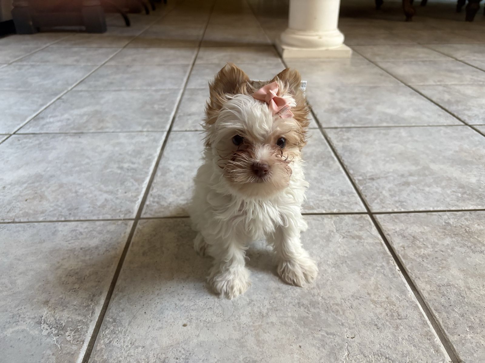 teacup  female Yorkie Puppy - Ready for a Loving Home! Price is firm !!!