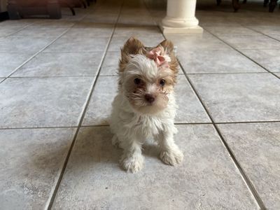 teacup female Yorkie Puppy - Ready for a Loving Home! Price is firm !!!