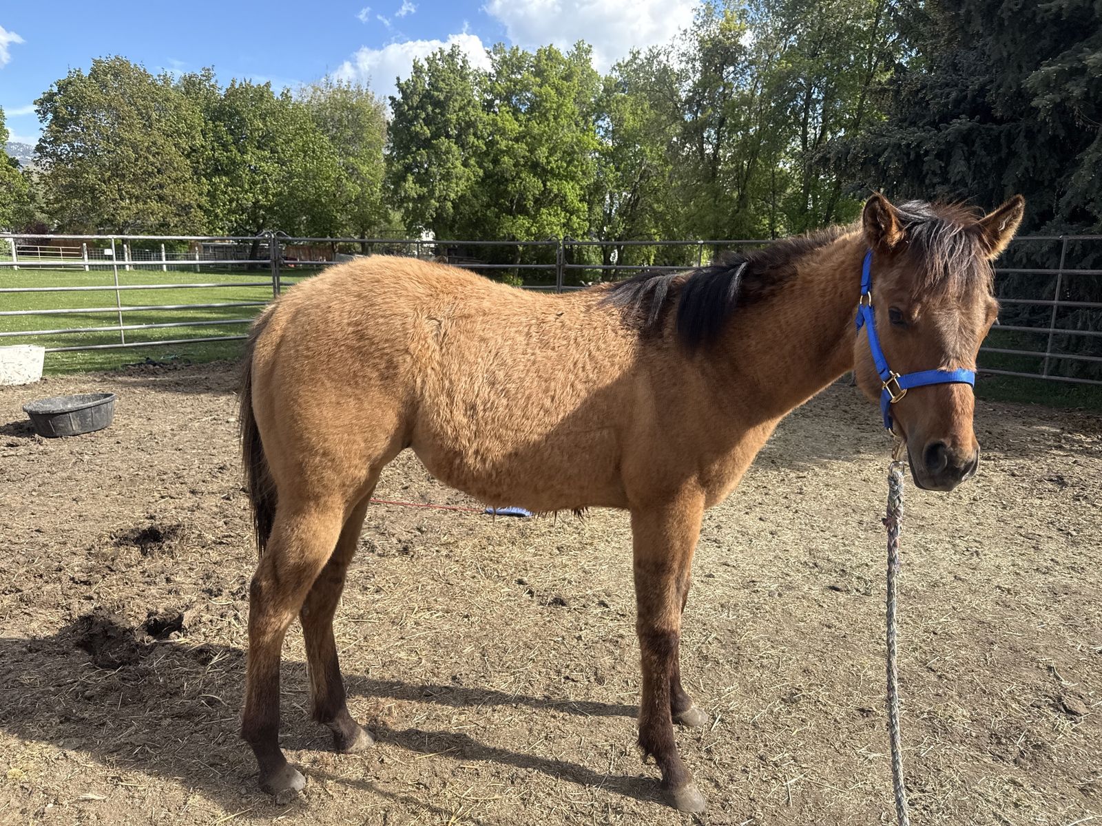 Bay dun yearling