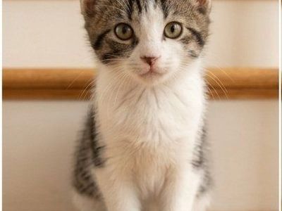 gorgeous baby kittens very friendly
