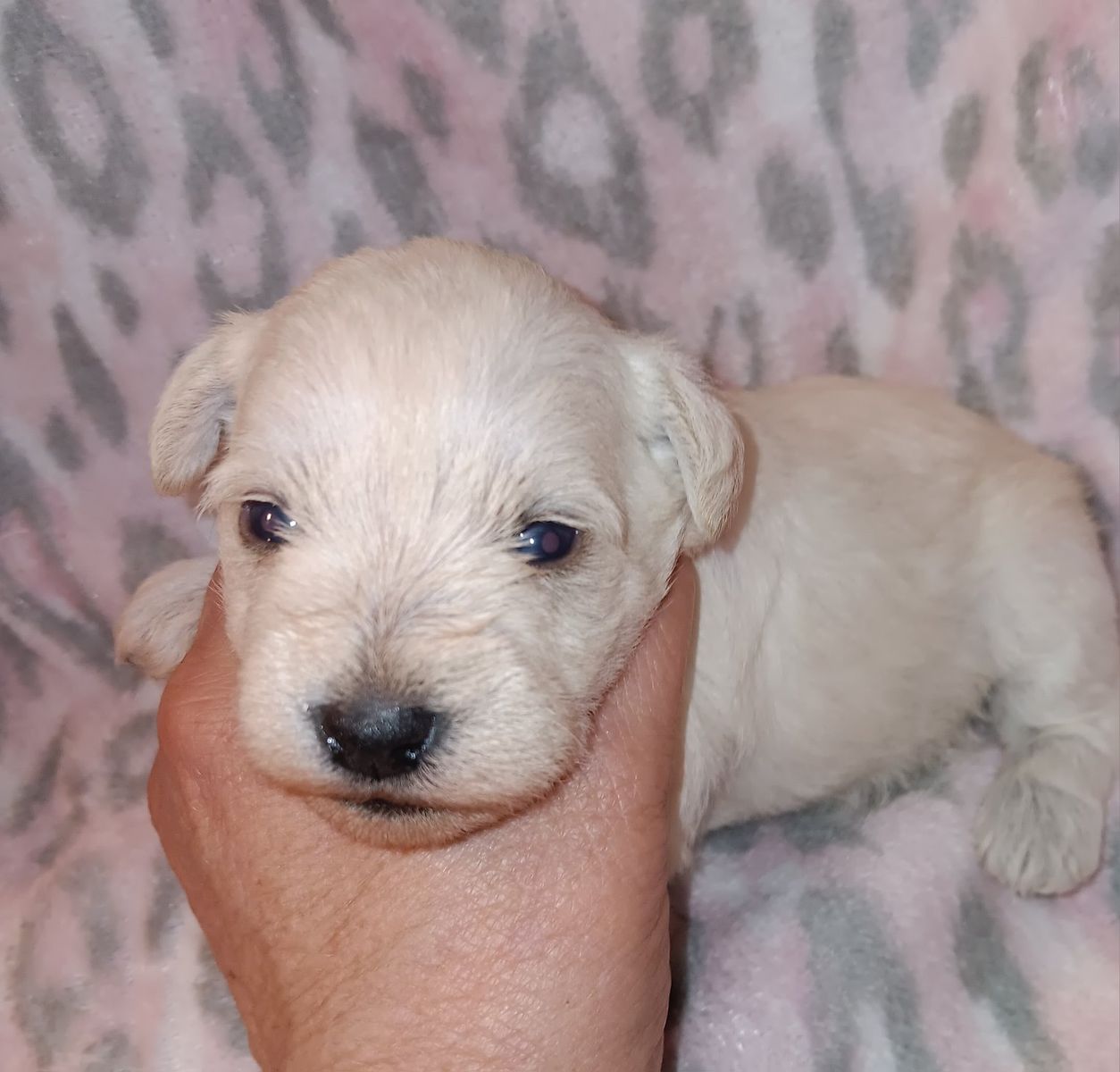 AKC MINIATURE SCHNAUZER  Miss Dolly