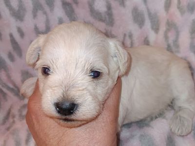 AKC MINIATURE SCHNAUZER Miss Dolly