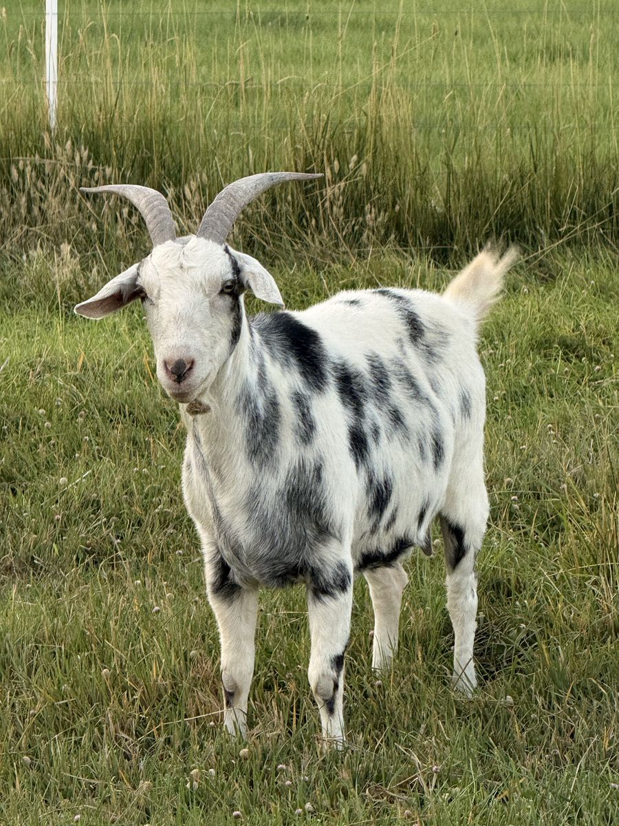 8-Year-Old Spotted Doe – Pack Goat Lineage (Kiko / Alpine / Nubian)