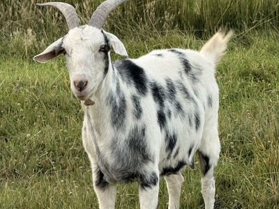 8-Year-Old Spotted Doe – Pack Goat Lineage (Kiko / Alpine / Nubian)