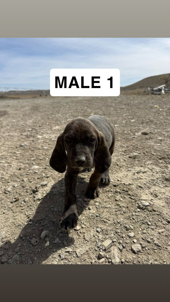 Walker/plot hound pups