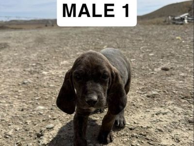 Walker/plot hound pups