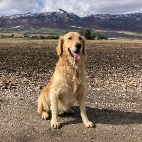 Golden Retriever ***Stud Service only