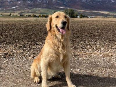 Golden Retriever ***Stud Service only