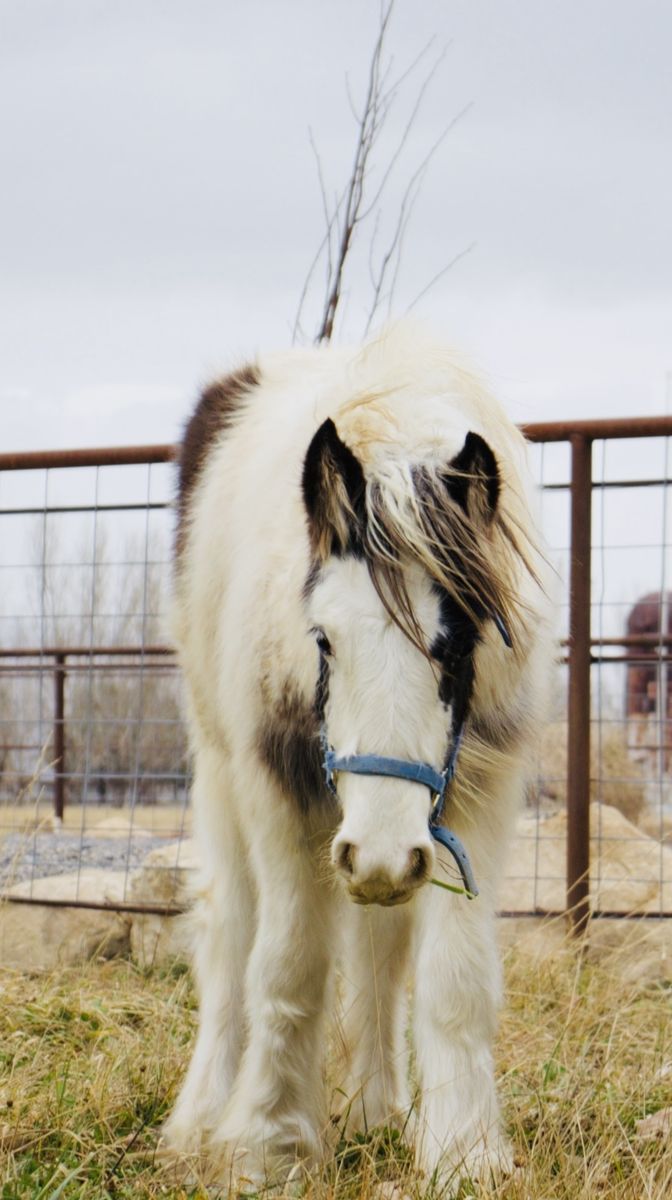 EXCEPTIONAL GYPSY VANNER FILLY