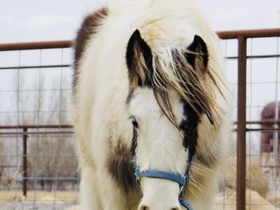 EXCEPTIONAL GYPSY VANNER FILLY