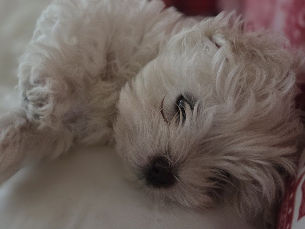 Mini Teacuo Maltese