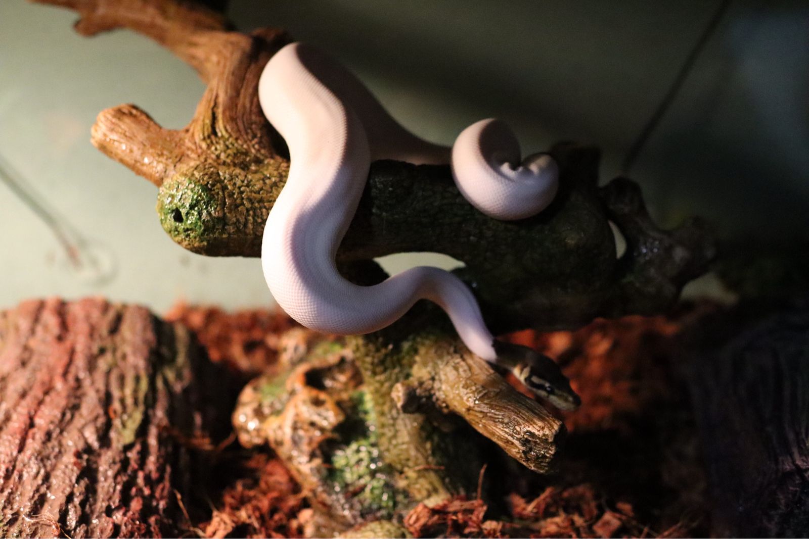 1 year old male pied ball python get for albino