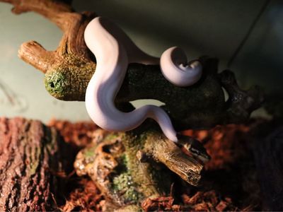 1 year old male pied ball python get for albino