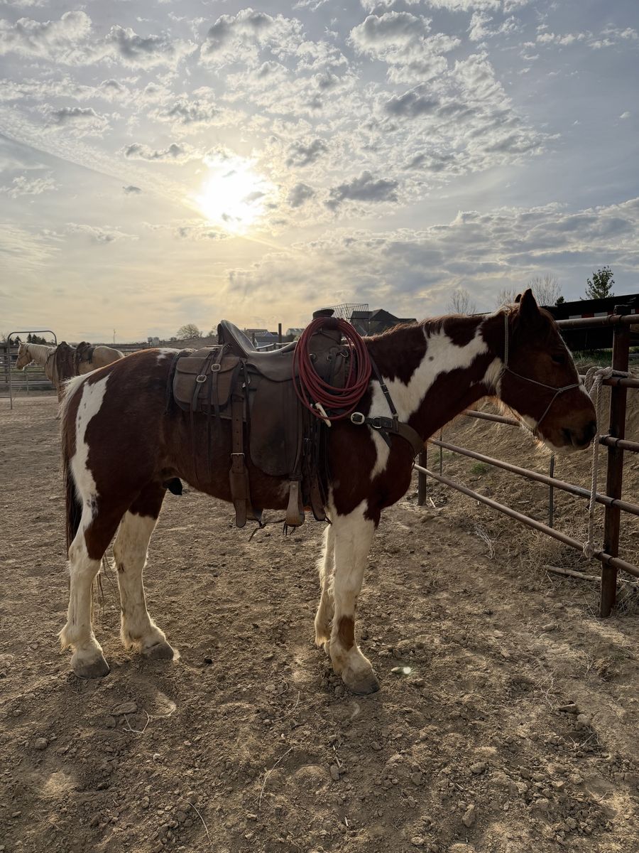 9 year old half draft gelding