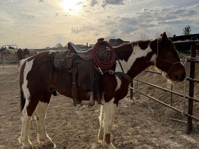 9 year old half draft gelding