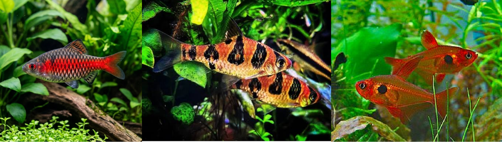 4 Odessa Barbs, 3 Snakeskin Barbs, 6 Red Phantom Tetras