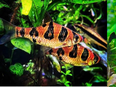 4 Odessa Barbs, 3 Snakeskin Barbs, 6 Red Phantom Tetras
