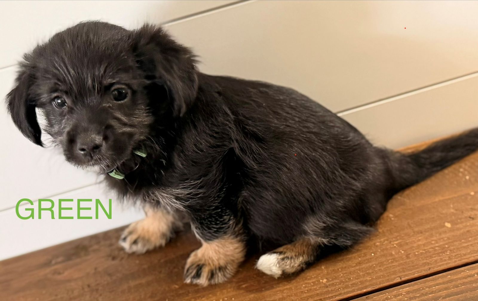 Shih Tzu / Corgi (Shorgi) Puppies! CUTE CUTE!!!