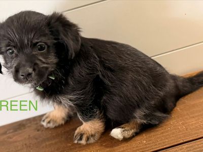 Shih Tzu / Corgi (Shorgi) Puppies! CUTE CUTE!!!